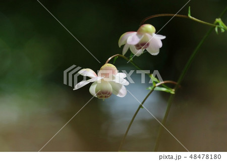 レンゲショウマ 山野草 白い花 日本固有の種の写真素材
