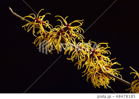 早春に黄色の美しい花が咲くマンサク 48478185