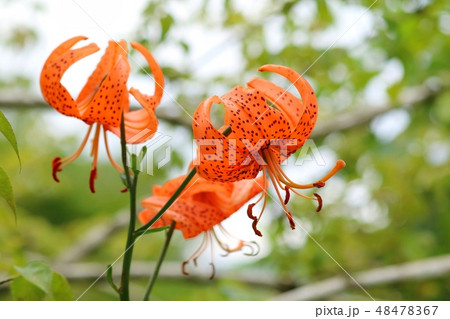 コオニユリ 花 山野草 コオニユリ 花 山野草 48478367