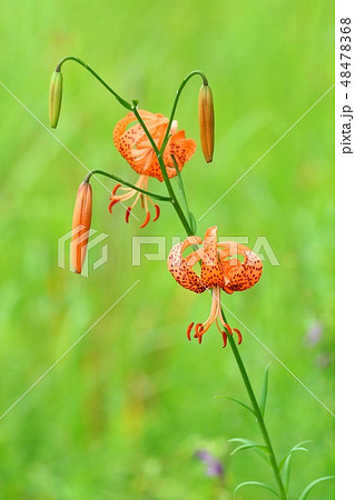 コオニユリ　花　山野草 48478368