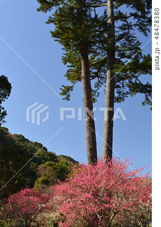 熱海梅園 48478380