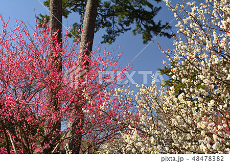 熱海梅園 48478382