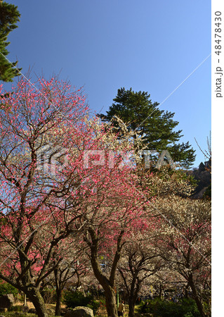 熱海梅園 熱海梅園 48478430