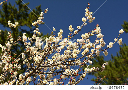 熱海梅園 熱海梅園 48478432