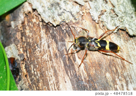 キスジトラカミキリ 48478518