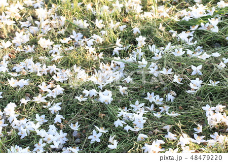 エゴの花 48479220