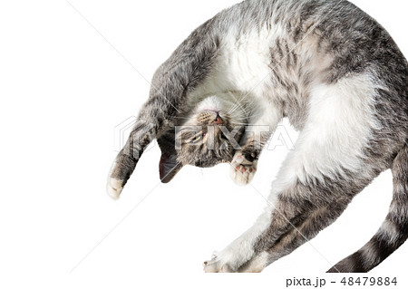 Flying jumping cat isolated on white background 48479884
