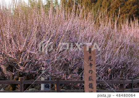 大牟田市 普光寺 梅の花、 大牟田市 普光寺 梅の花、 48480064