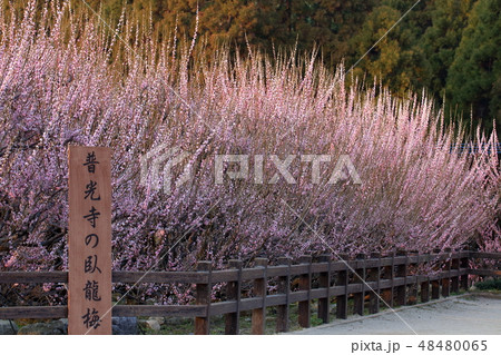 大牟田市　普光寺　梅の花、 48480065