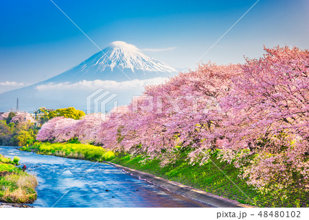 Mt. Fuji, Japan spring landscape. 48480102