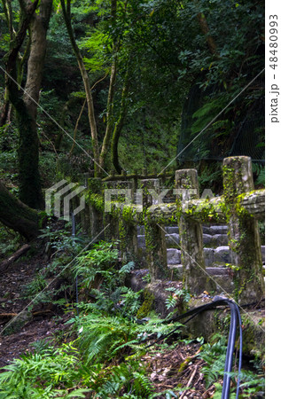 明治の森箕面国定公園・山道の風景 明治の森箕面国定公園・山道の風景 48480993