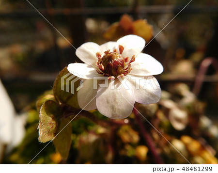 沙耶重-雪割草 48481299