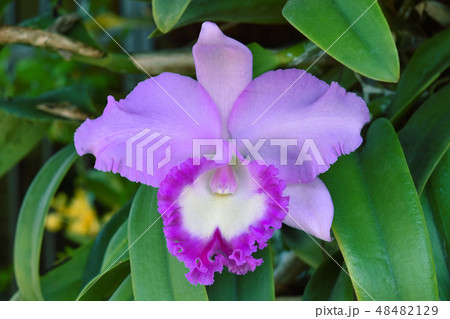 Beautifu in the garden. Orchid Beautifu in the garden. Orchid 48482129