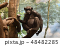 チンパンジー 48482285