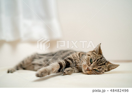 ぬくぬくねこ 48482496