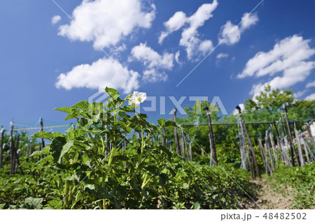 Growing bio potatoes in the northern Bulgaria Growing bio potatoes in the northern Bulgaria 48482502