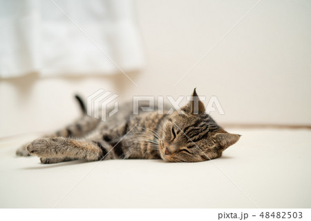 ぬくぬくねこ ぬくぬくねこ 48482503