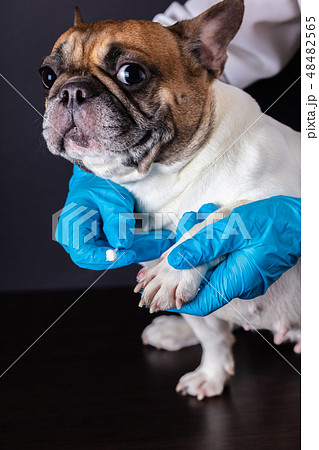 veterinarian medicine on wound paw 48482565