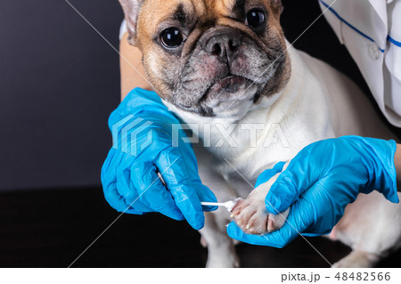 veterinarian medicine on wound paw veterinarian medicine on wound paw 48482566