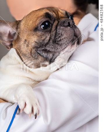 dog at the vet reception dog at the vet reception 48482568