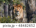 ライオン 48482652