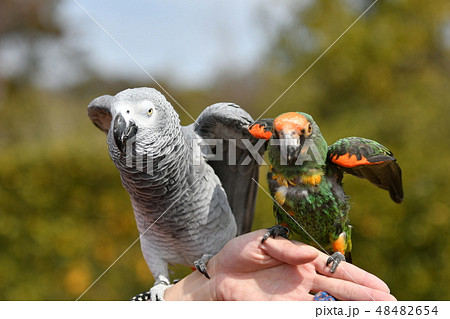 ズアカハネナガインコ　ヨウム 48482654