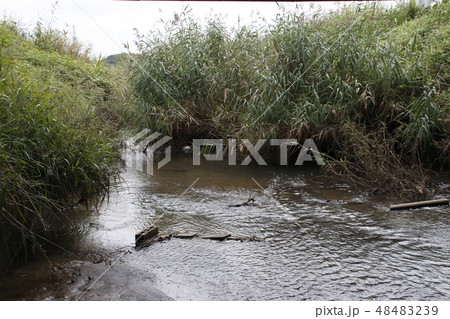 伊奈町を流れる、夏の綾瀬川（渇水） 48483239