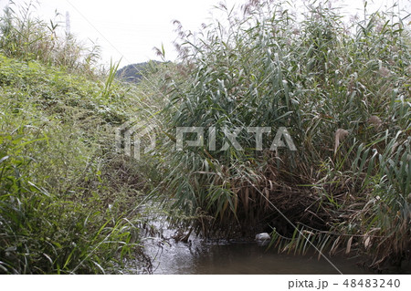 伊奈町を流れる、夏の綾瀬川（渇水） 48483240