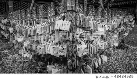Nezu Jinja Shrine - the famous Shinto Shrine in Tokyo Bunkyo 48484939