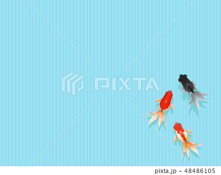金魚 48486105