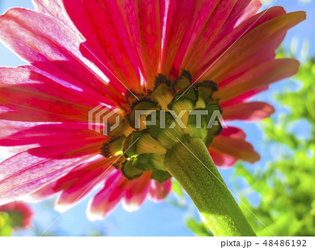 Flower zinnia 48486192