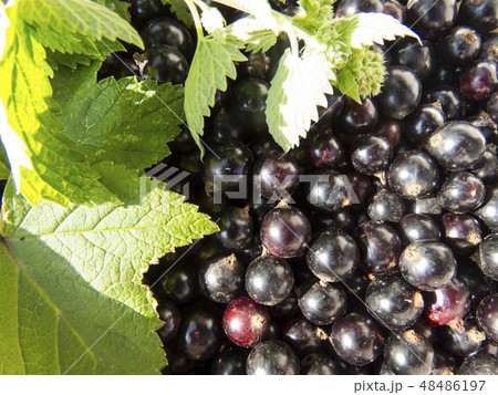 Currant close-up Currant close-up 48486197