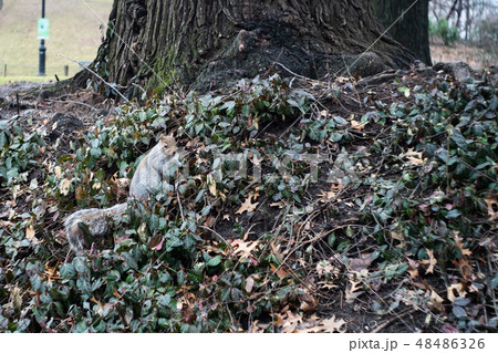 リス 冬のニューヨーク セントラル・パーク リス 冬のニューヨーク セントラル・パーク 48486326