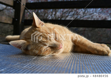 猫・野良猫・茶トラ・チャー坊・オス・快晴・可愛い・二月・爆睡・寝る 猫・野良猫・茶トラ・チャー坊・オス・快晴・可愛い・二月・爆睡・寝る 48486456