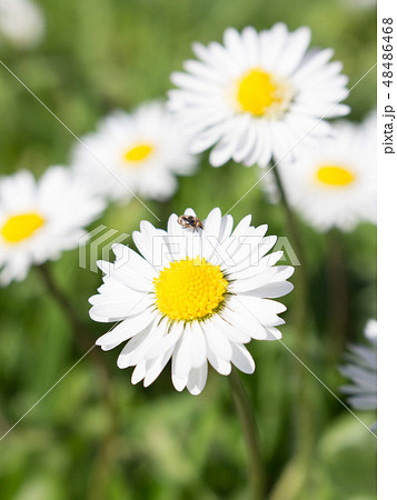 Daisy is first day of spring and moon eye yellow Daisy is first day of spring and moon eye yellow 48486468