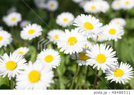 Daisy is first day of spring and moon eye yellow 48486511
