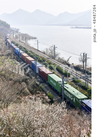 列車 梅 純買わさ 48487264