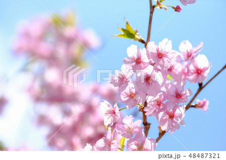 桜 48487321