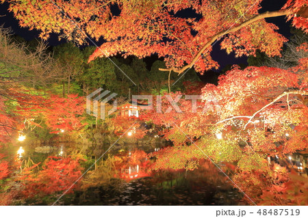 【京都府】醍醐寺　夜間拝観の紅葉 48487519