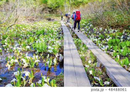 水芭蕉咲く木道１ 48488061