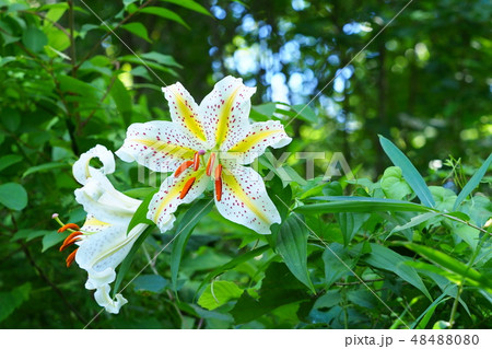 ヤマユリの花 ヤマユリの花 48488080