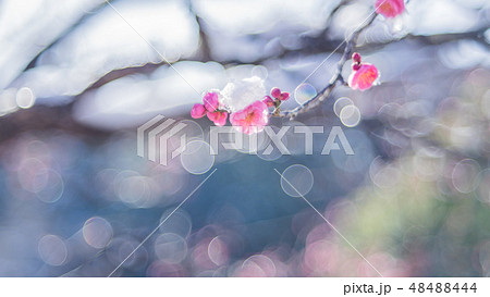 雪と梅 48488444
