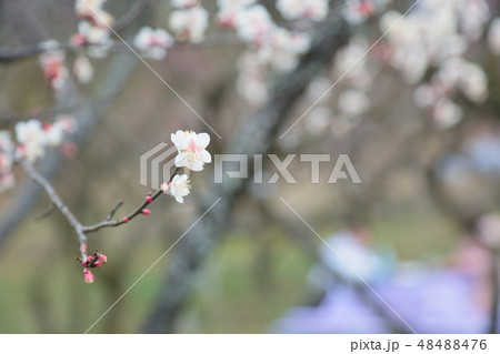 白梅の花　栄冠 48488476