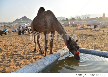 インドのラジャスタン州のプシュカル　砂漠に集まるラクダの群れと美しい朝日　水を飲む可愛いラクダ 48488699