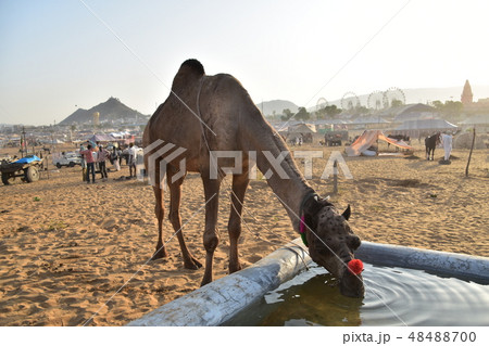 インドのラジャスタン州のプシュカル 砂漠に集まるラクダの群れと美しい朝日 水を飲む可愛いラクダ インドのラジャスタン州のプシュカル 砂漠に集まるラクダの群れと美しい朝日 水を飲む可愛いラクダ 48488700