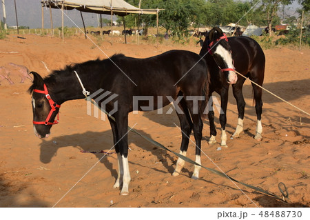 インドのラジャスタン州のプシュカル 砂漠に集まる美しい毛並みの馬 インドのラジャスタン州のプシュカル 砂漠に集まる美しい毛並みの馬 48488730