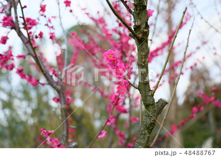 ピンクの梅の花　浜千鳥 48488767