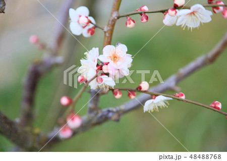 白梅の花 谷の雪 白梅の花 谷の雪 48488768