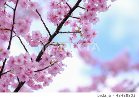 桜 桜 48488803