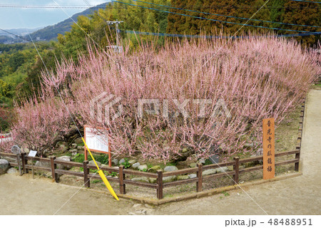 大牟田普光寺臥龍梅 大牟田普光寺臥龍梅 48488951